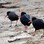 Variable Oystercatchers