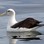 White capped (Shy) Albatross