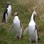 Yellow eyed penguin