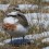 Banded Dotterel  (female)