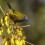 Bellbird