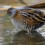 Marsh Crake