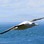 Royal Albatross - Taiaroa head