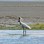 Royal Spoonbill - Papanui inlet