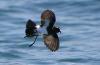 Black-bellied Storm Petrel