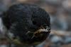 Stewart Island Robin