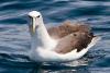 White-capped Albatross