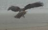 Australasian Harrier