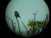 Shining Cuckoo