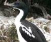 King (Rough-faced) Shag