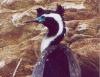 Spotted Shag