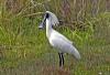 Royal Spoonbill