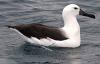 Indian Yellow-nosed Albatross