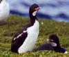 Auckland Island Shag
