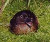 Auckland Island Teal