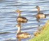 Australasian Little Grebe