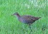 Banded Rail