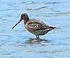 Eastern Bar-tailed Godwit