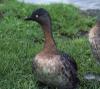New Zealand Dabchick
