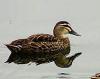 Grey Duck