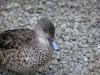 Grey Teal