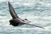 Grey-backed Storm Petrel