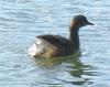 Hoary-headed Grebe