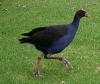 Pukeko