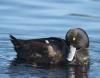 New Zealand Scaup