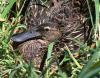 New Zealand Shoveler