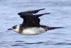 Arctic Skua