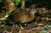 Western Weka