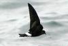 Wilson's Storm Petrel