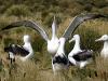 Southern Royal Albatross