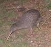 Little spotted kiwi