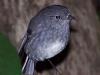 New Zealand robin