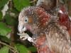 North Island Kaka