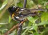 Stitchbird