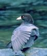 Blue duck