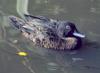 Brown teal