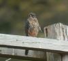 New Zealand Falcon