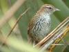Fernbird