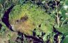 Kakapo