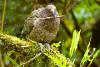 Kea