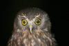Morepork