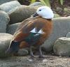 Paradise shelduck