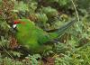 Red-crowned parakeet