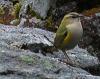 Rock Wren