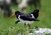 South Island Pied Oystercatcher