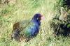 Takahe